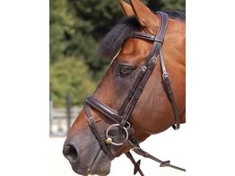 Dy on W.C. Large Flash Noseband Bridle Comfort